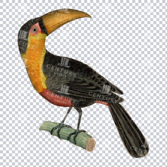 Color PNG Art Piece of a Red-breasted Toucan
