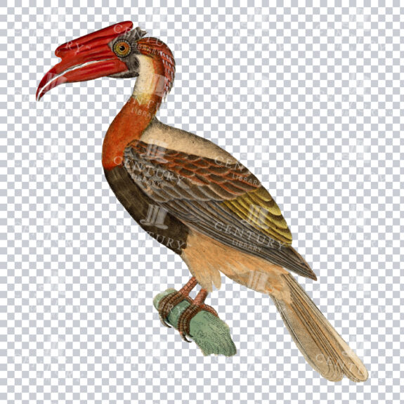 A Gorgeously Bright Colour PNG Illustration of a Rufous Hornbill
