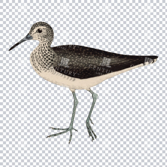 A Delicate Sanderling Bird Vintage Illustration