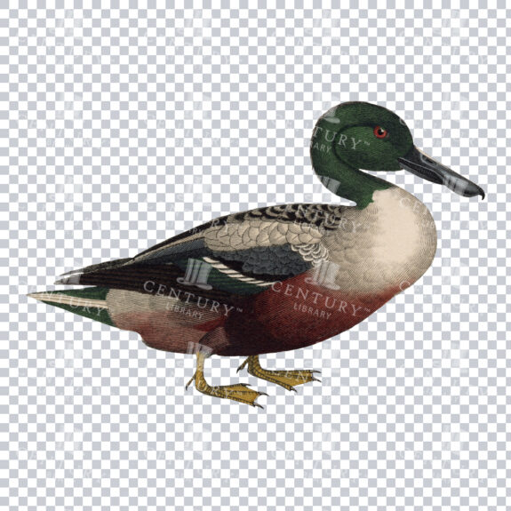 Vintage Illustration of a Shoveler Duck