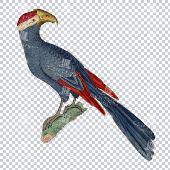 A Super Colorful Vintage PNG Image of a Violet Turaco Bird