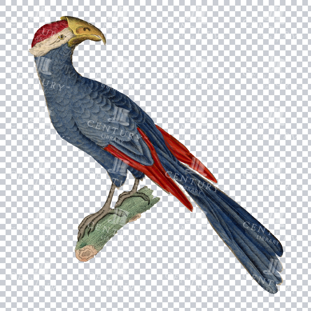 A Super Colorful Vintage PNG Image of a Violet Turaco Bird