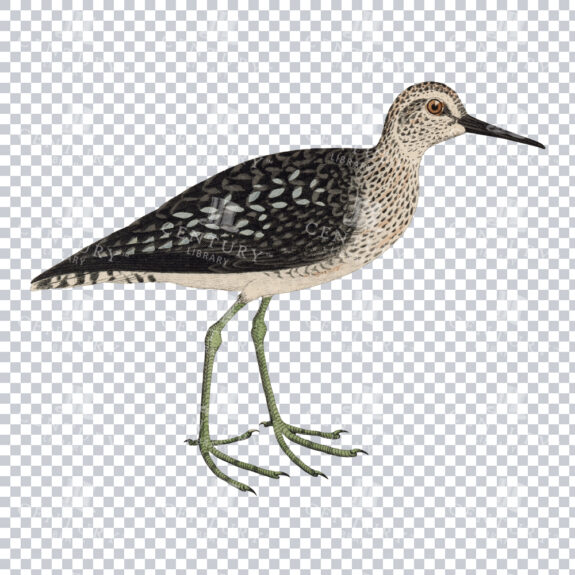 Vintage Illustration Of A Wood Sandpiper