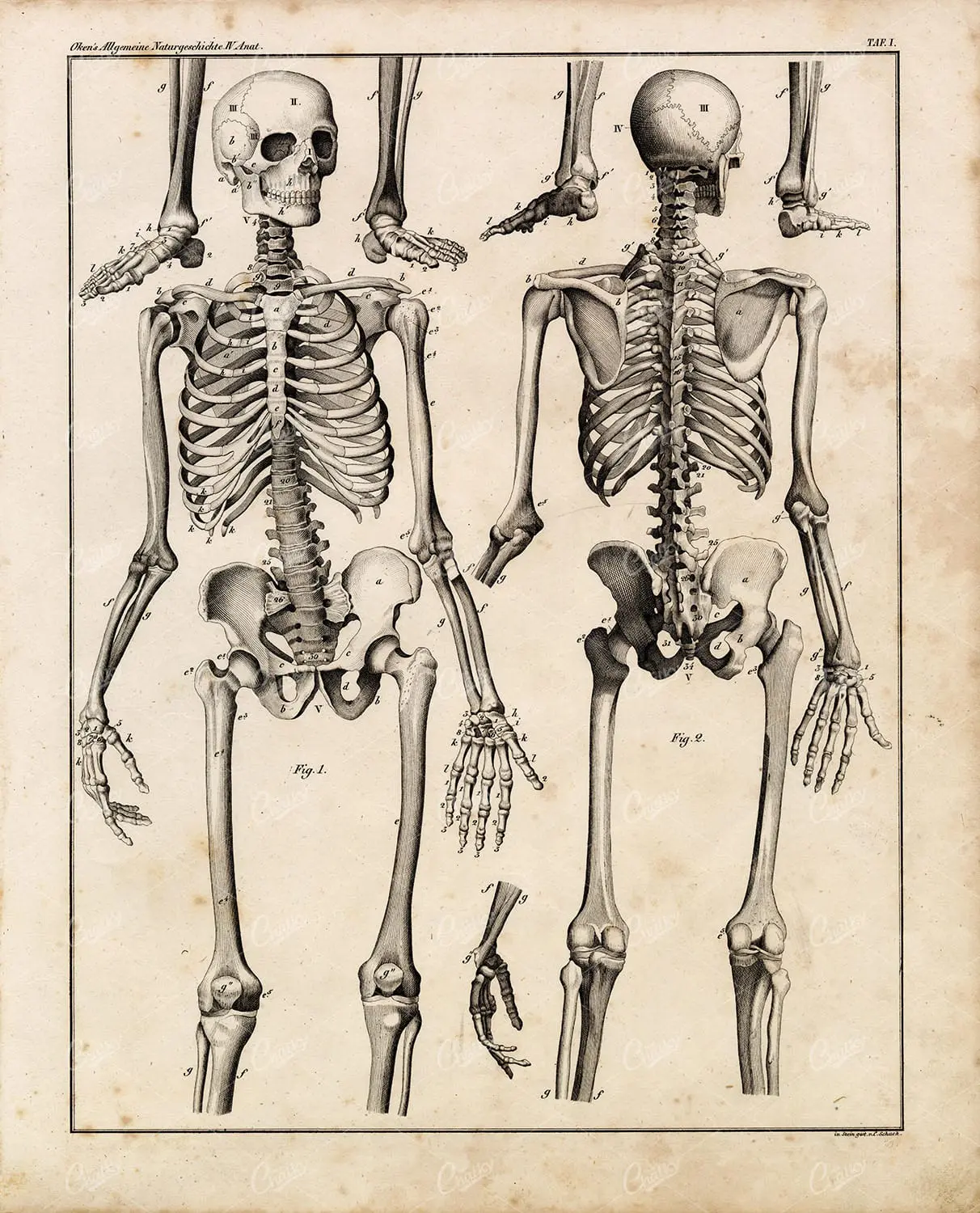 100's Of Free Vintage Nature Illustrations For Your Creative Projects By Lorenz Okens (1836)