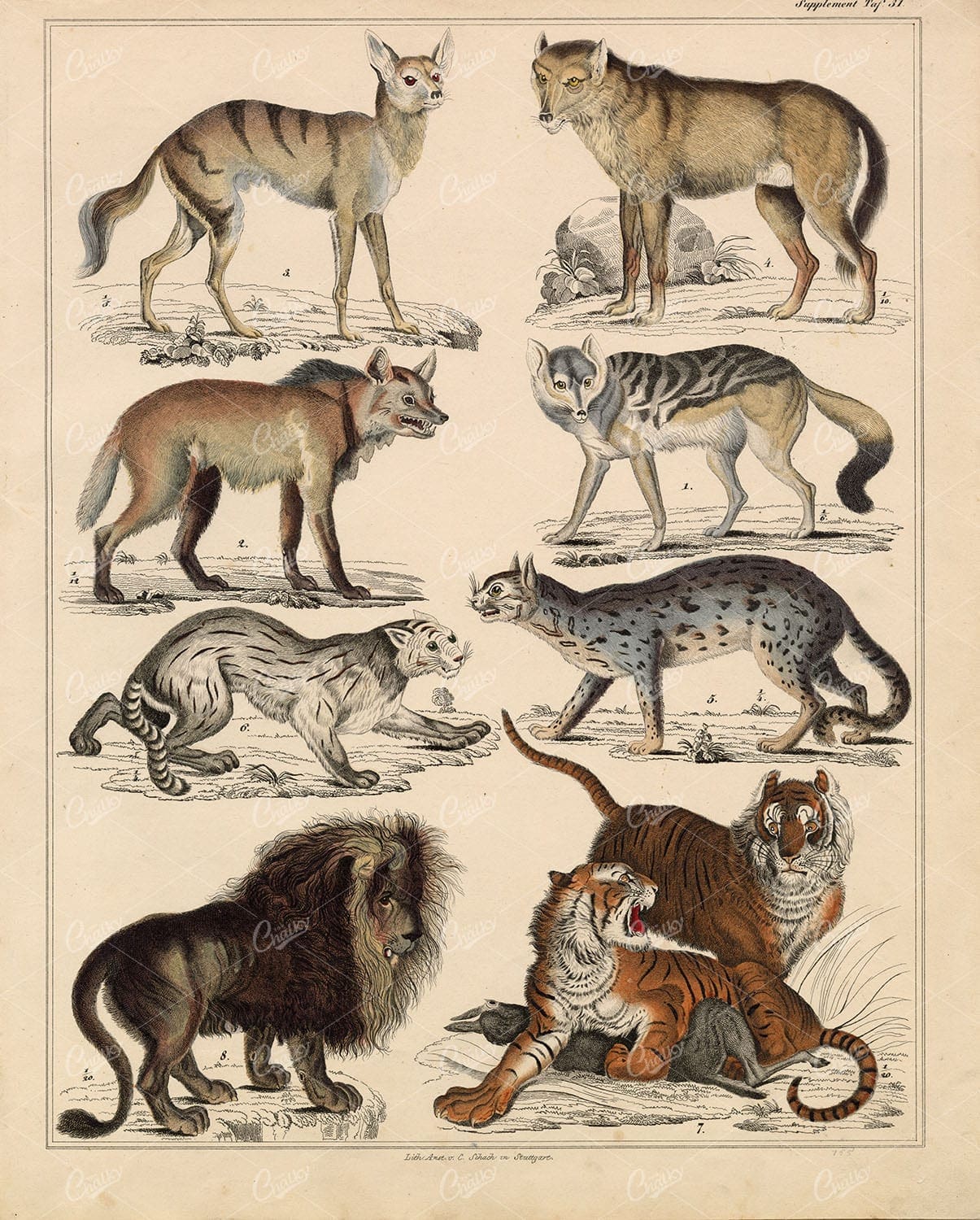 100's Of Free Vintage Nature Illustrations For Your Creative Projects By Lorenz Okens (1836)
