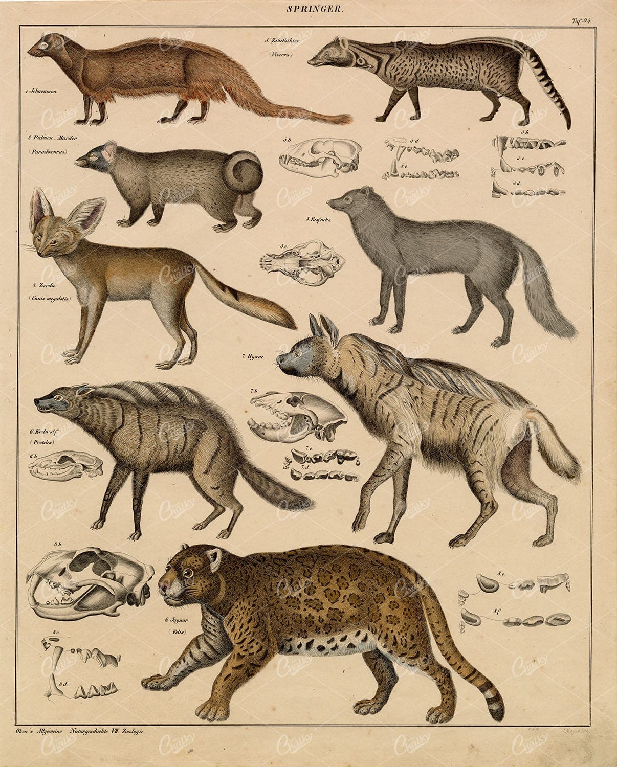 100's Of Free Vintage Nature Illustrations For Your Creative Projects By Lorenz Okens (1836)