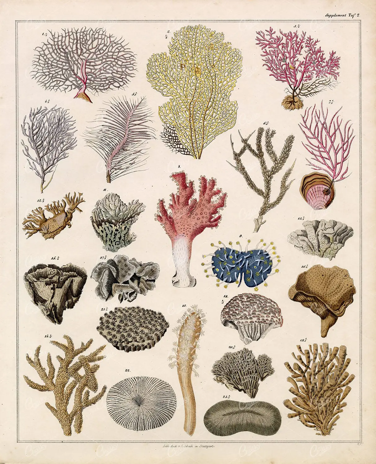 100's Of Free Vintage Nature Illustrations For Your Creative Projects By Lorenz Okens (1836)