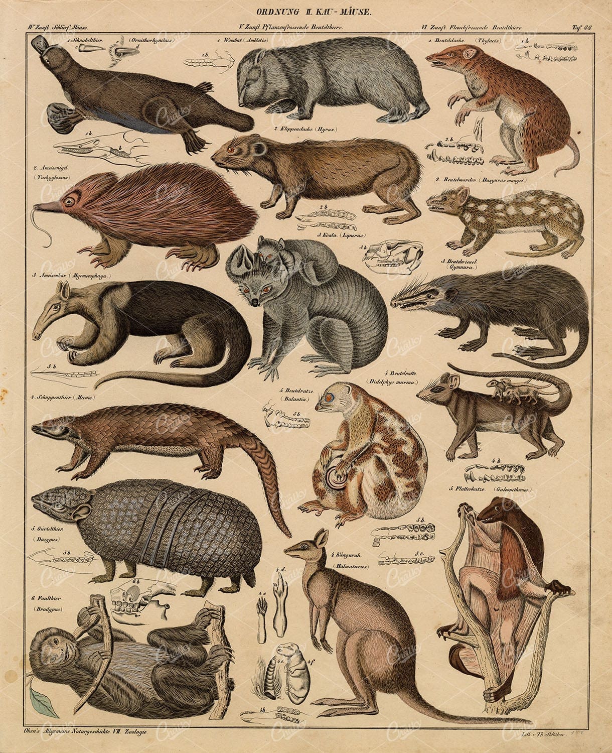 100's Of Free Vintage Nature Illustrations For Your Creative Projects By Lorenz Okens (1836)