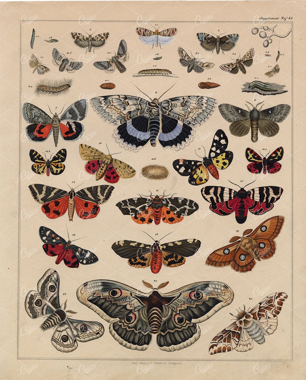100's Of Free Vintage Nature Illustrations For Your Creative Projects By Lorenz Okens (1836)