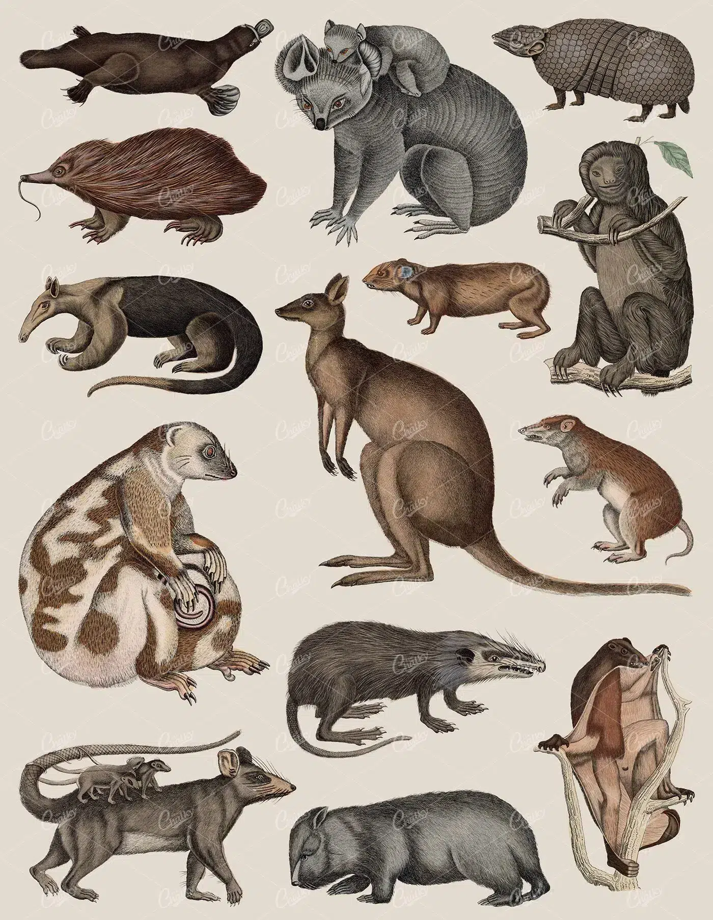 100's Of Free Vintage Nature Illustrations For Your Creative Projects By Lorenz Okens (1836)