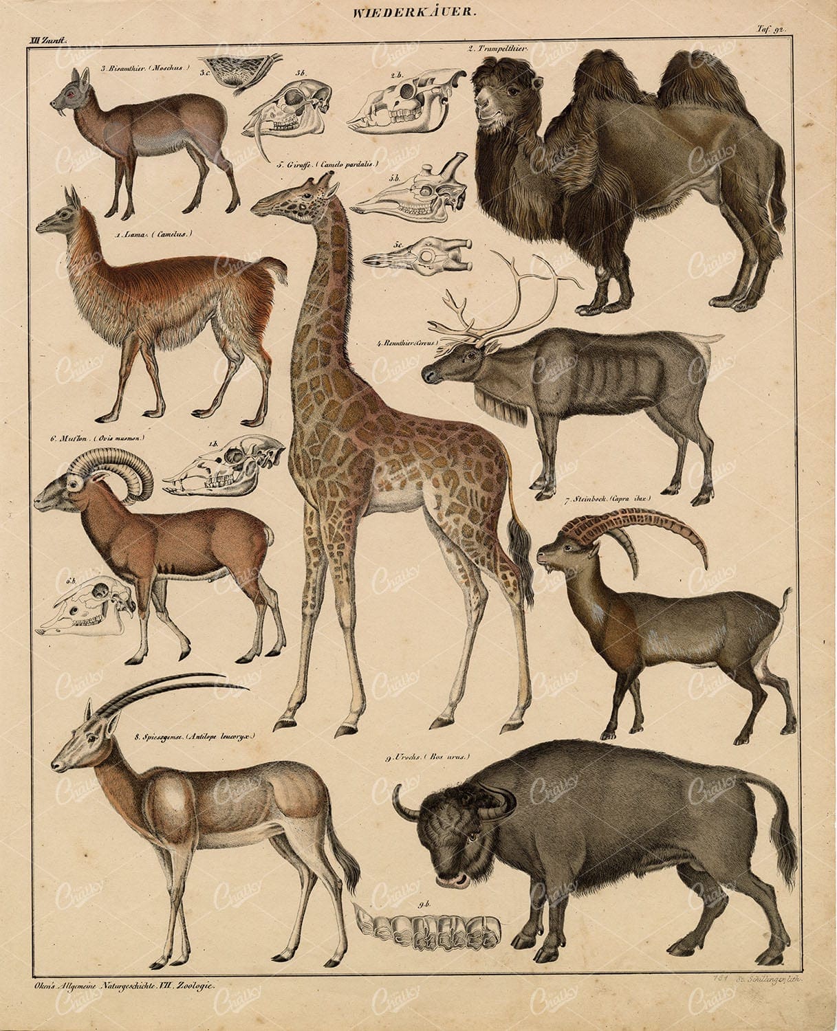 100's Of Free Vintage Nature Illustrations For Your Creative Projects By Lorenz Okens (1836)