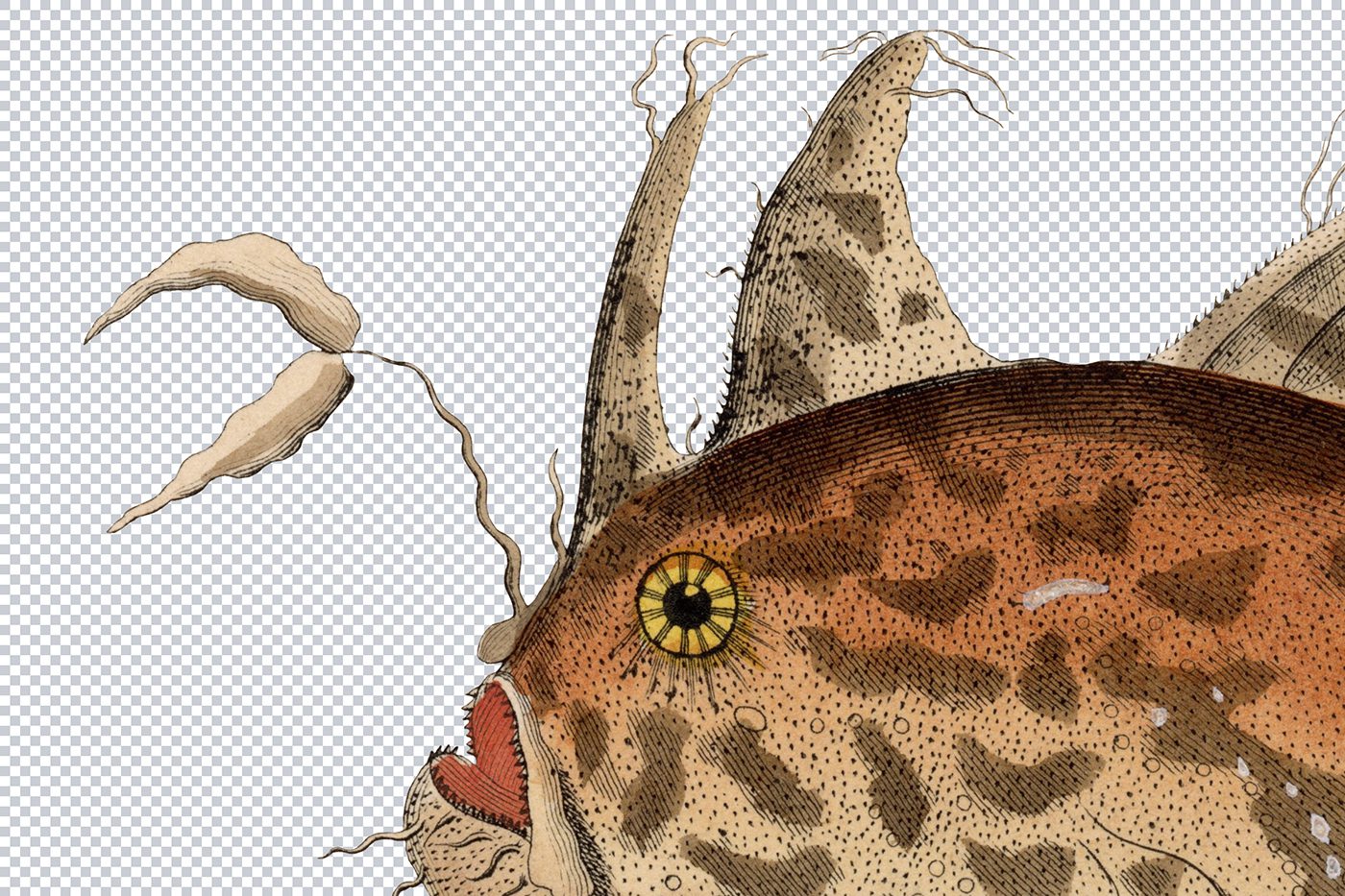 100's Of Free Vintage Nature Illustrations For Your Creative Projects By Lorenz Okens (1836)