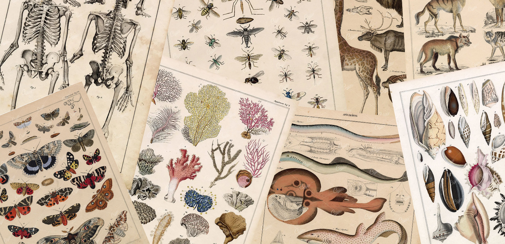100's Of Free Vintage Nature Illustrations For Your Creative Projects By Lorenz Okens (1836)