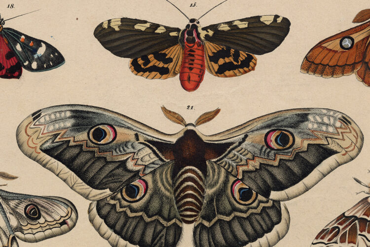 100's Of Free Vintage Nature Illustrations For Your Creative Projects By Lorenz Okens (1836)