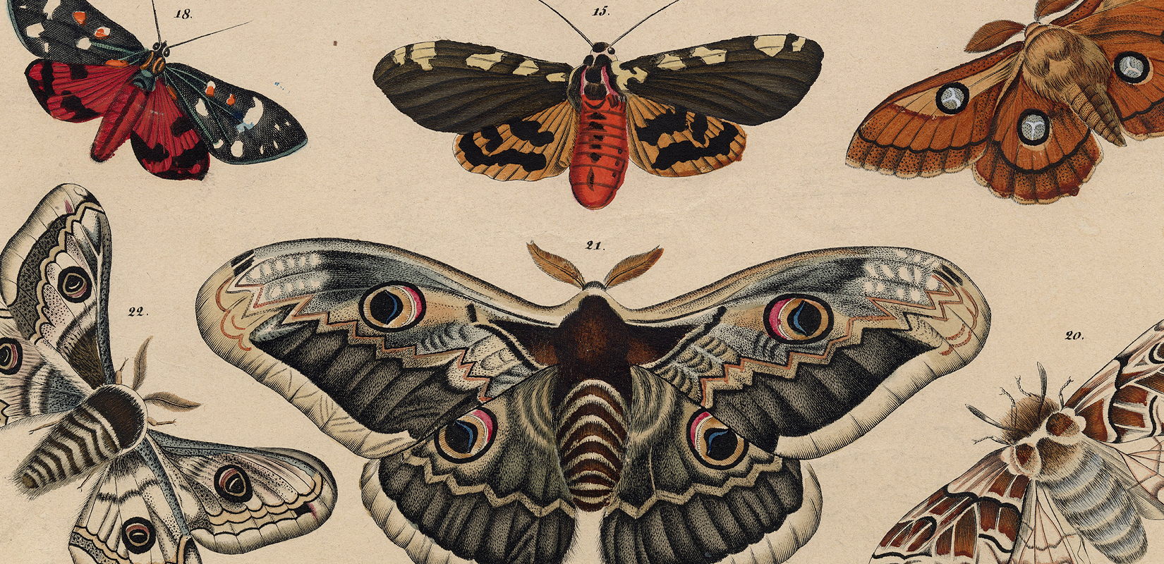 100's Of Free Vintage Nature Illustrations For Your Creative Projects By Lorenz Okens (1836)