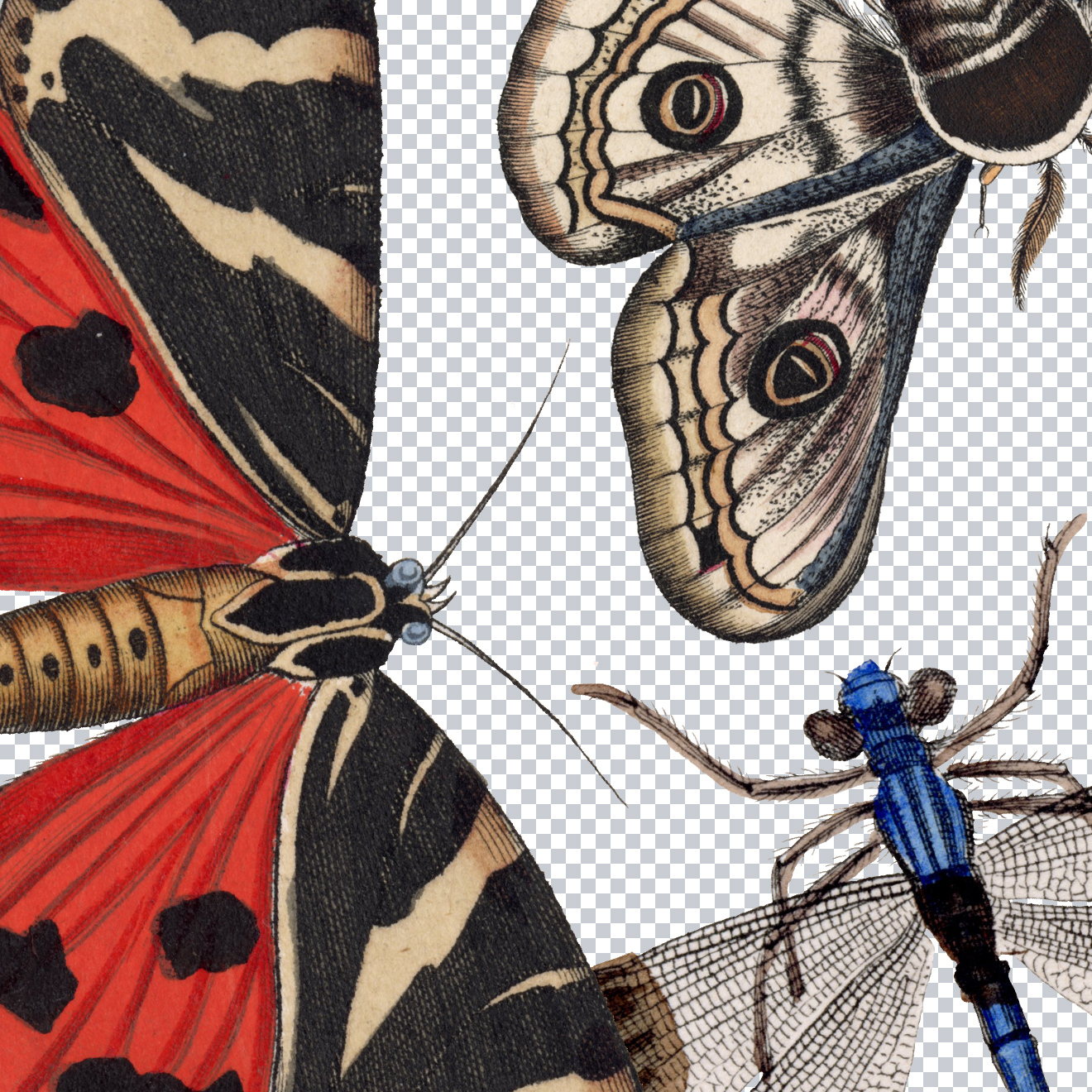 100's Of Free Vintage Nature Illustrations For Your Creative Projects By Lorenz Okens (1836)