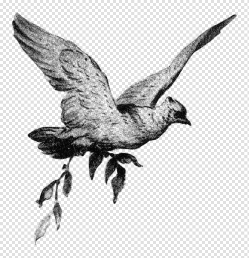 Flying Dove Holding Olive Branch Symbol of Peace Clipart