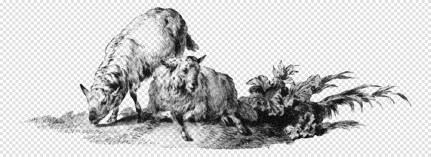 Two Sheep Grazing and Resting in a Natural Outdoor Landscape