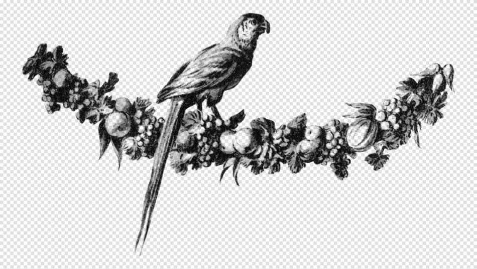 Long-tailed Parrot Perched On A Fruit And Foliage Garland - Symmetrical Swag With Detailed Shading