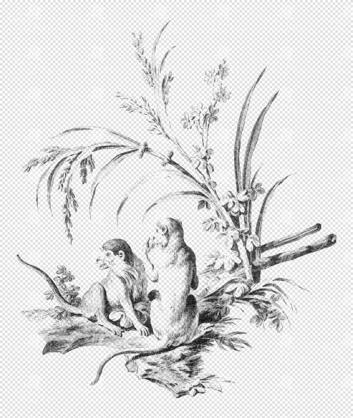 Pair Of Monkeys Perched Among Delicate Grasses And Blossoms