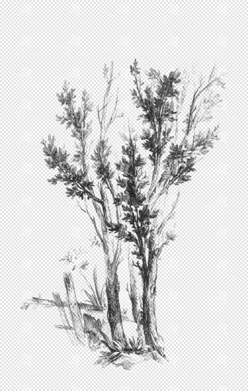 Cluster Of Young Shrubs With Slender Trunks And Dense Foliage - Vertical Study In Graphite Shading With White Ground