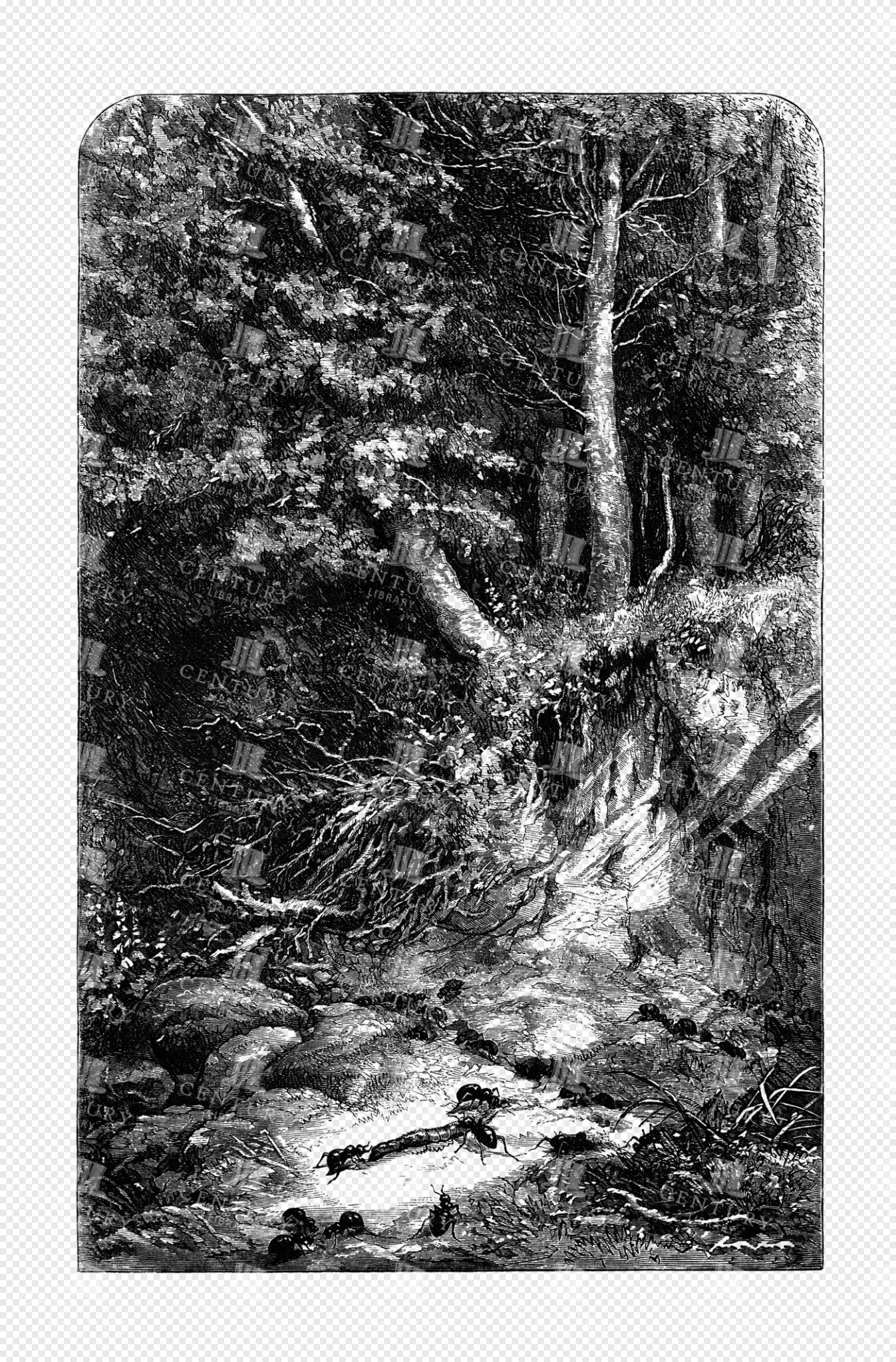 Dramatic Engraved Forest Scene with Ants Crossing a Sunlit Path