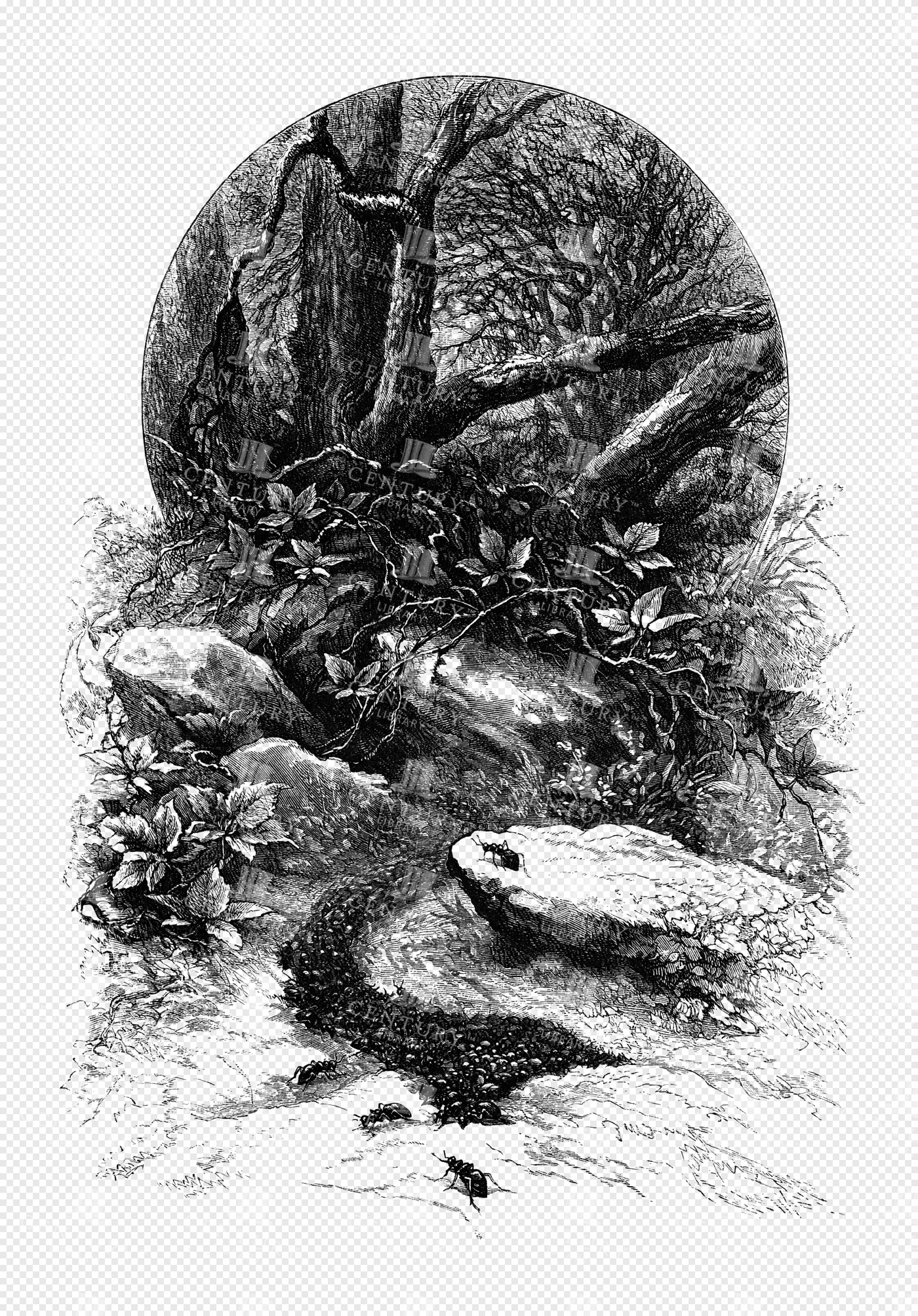 Engraved Forest Scene with Twisted Trees