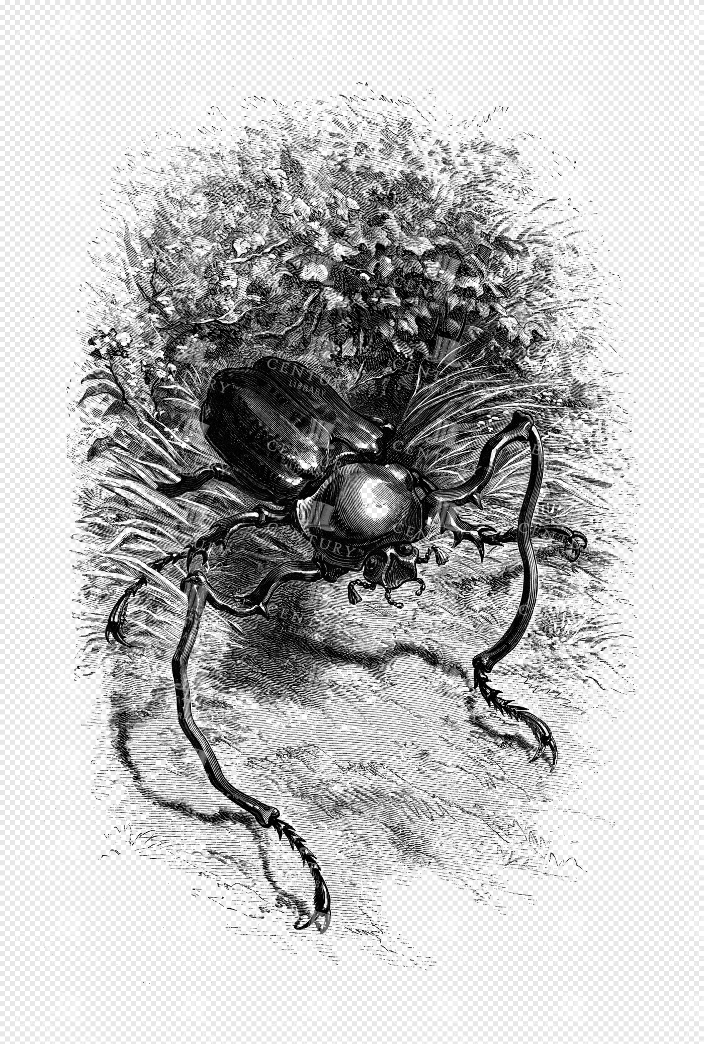 Formidable Stag Beetle Crawling Amidst Wild Foliage and Textured Earthy Terrain