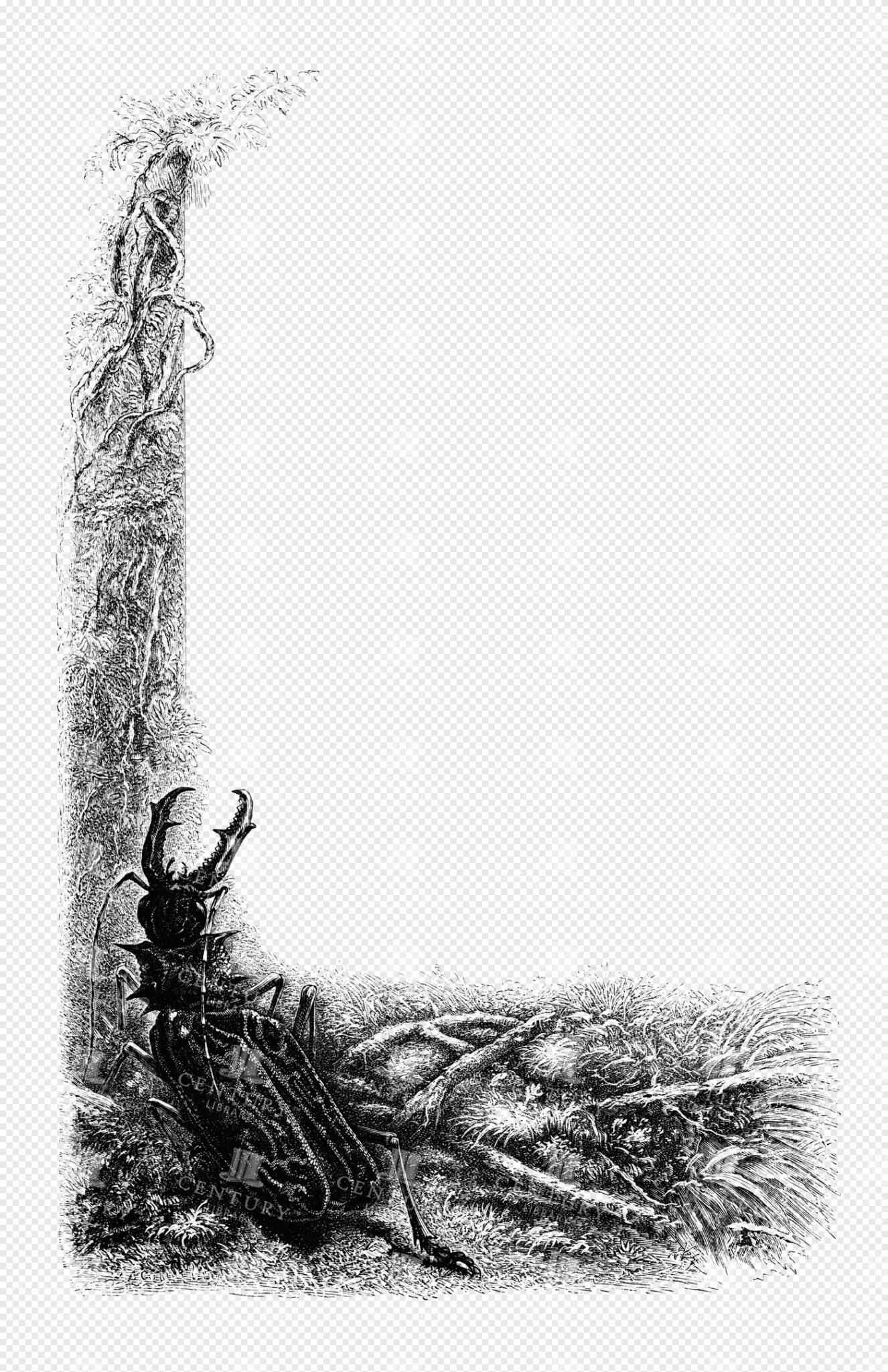 Stag Beetle and Twisting Vines Engraved BORDER with Forest Floor Scene