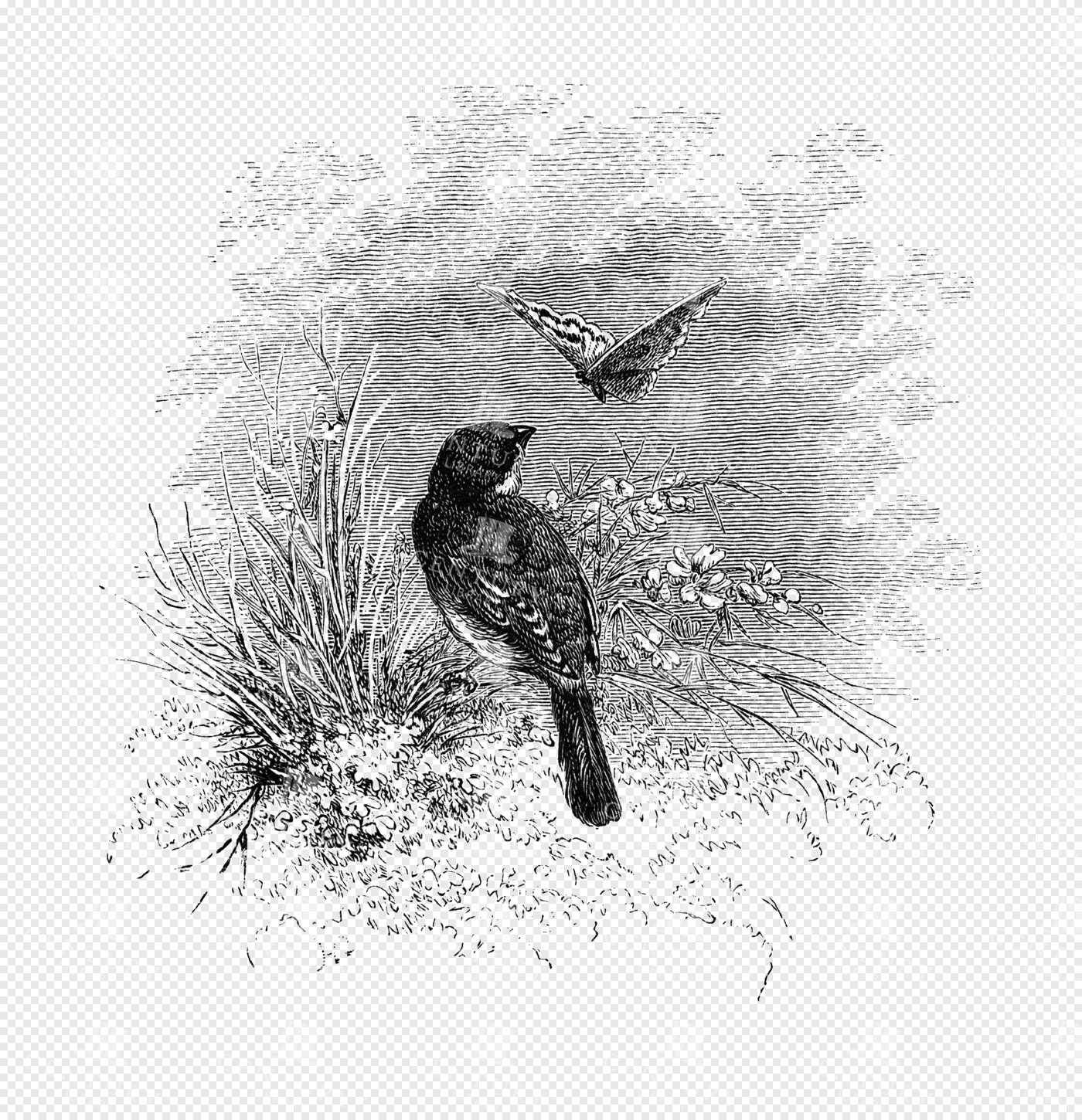 Charming Bird and Butterfly Engraving with Wildflowers and Grassy Meadow Scene