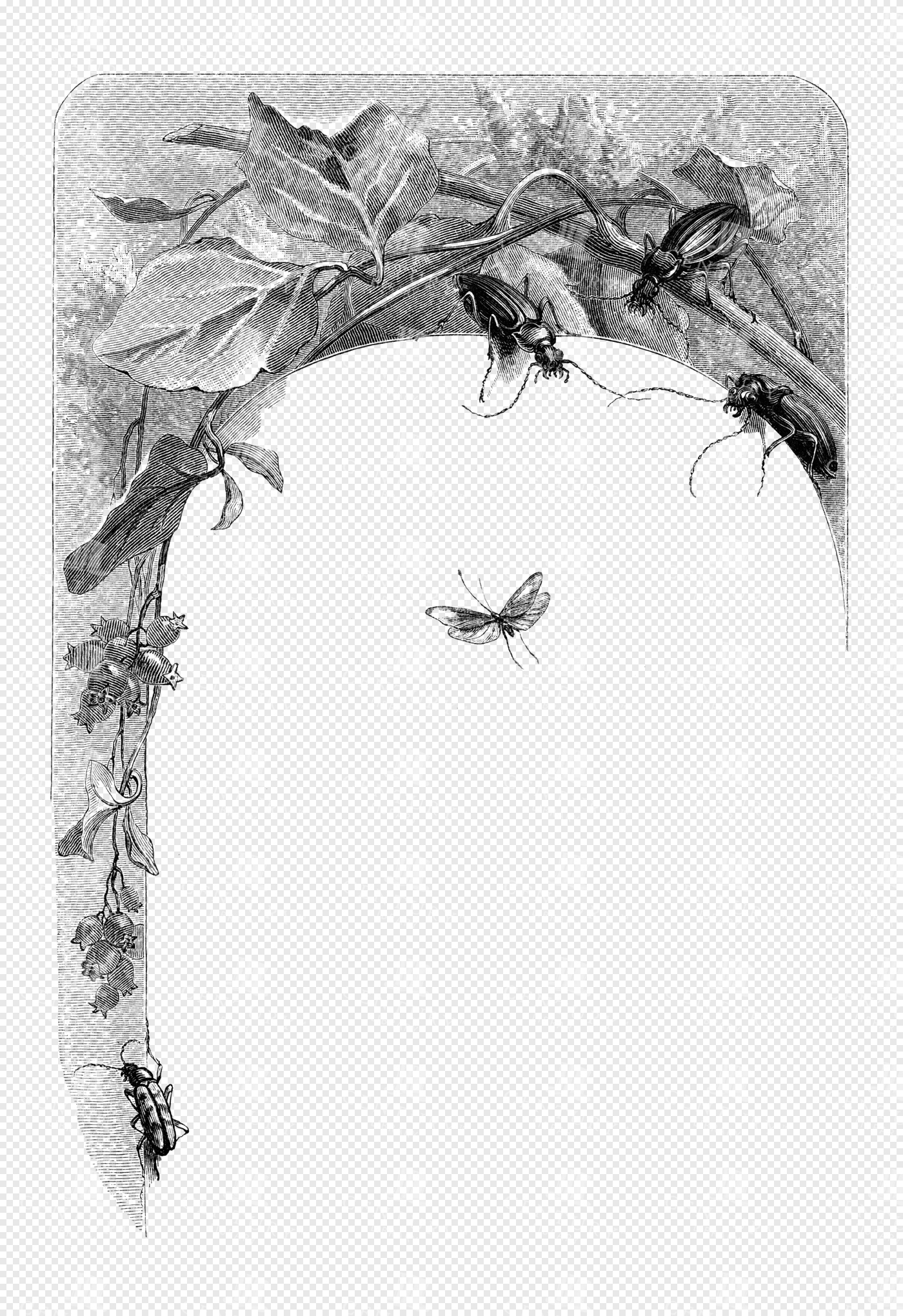 Romantic Engraved BORDER of Climbing Vines