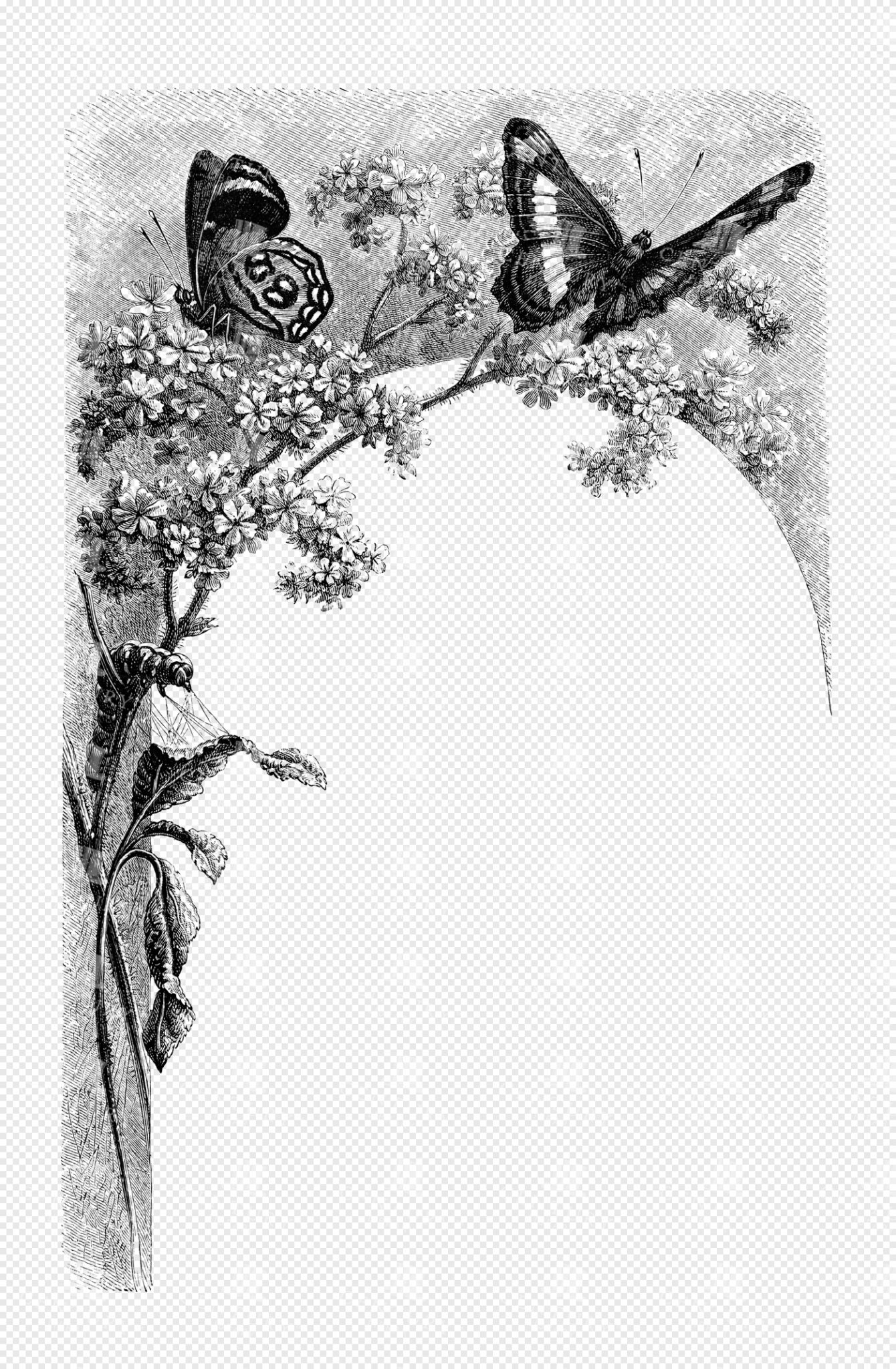 Engraved BORDER Illustration of Butterflies on Blossoming Branch with Floral Details