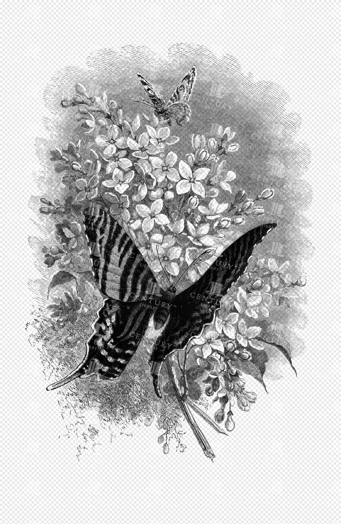 Engraved Illustration of Butterflies on Blooming Branches with Floral Background