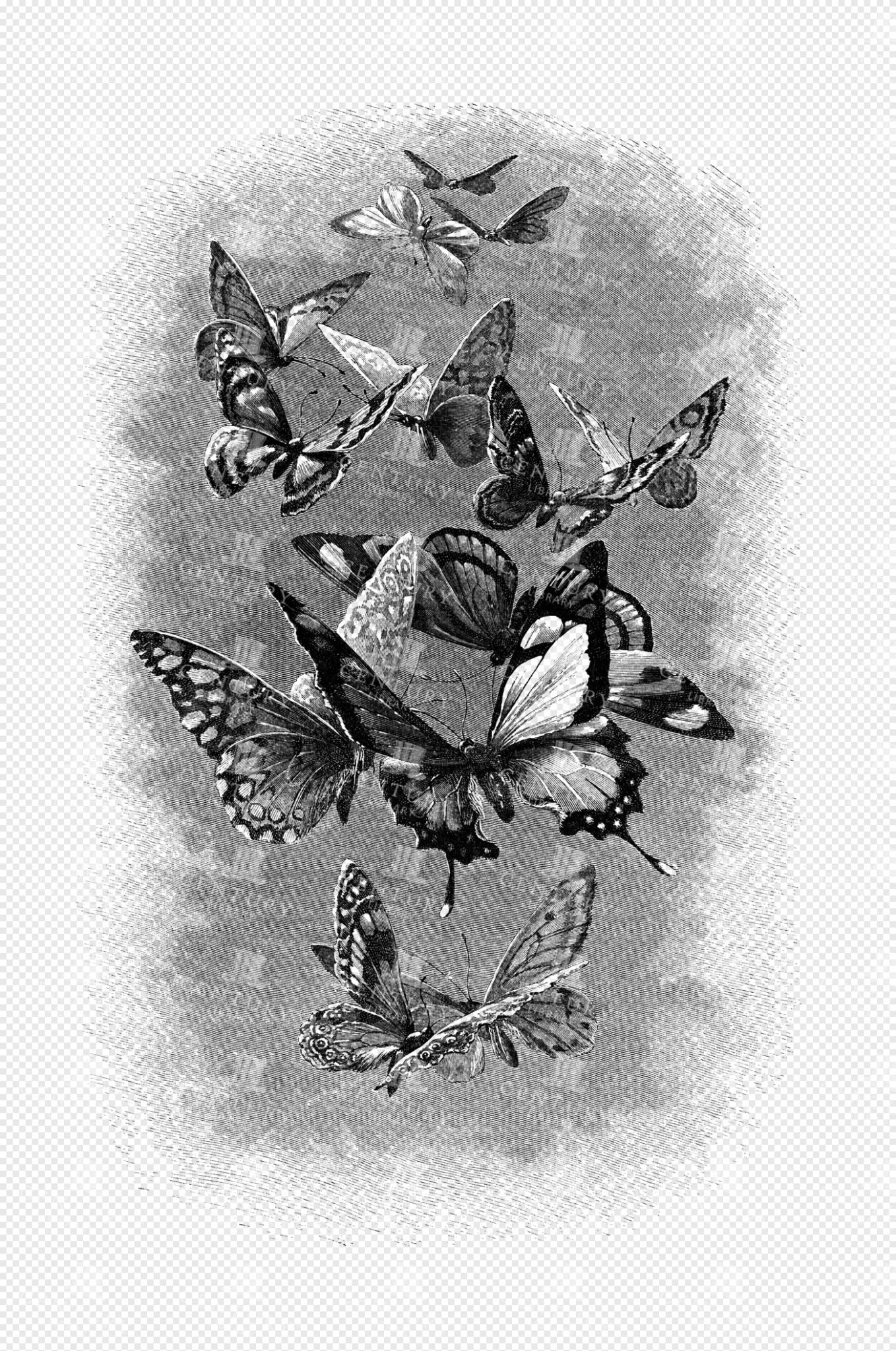 Engraved Illustration of a Swarm of Butterflies in Flight with Textured Background