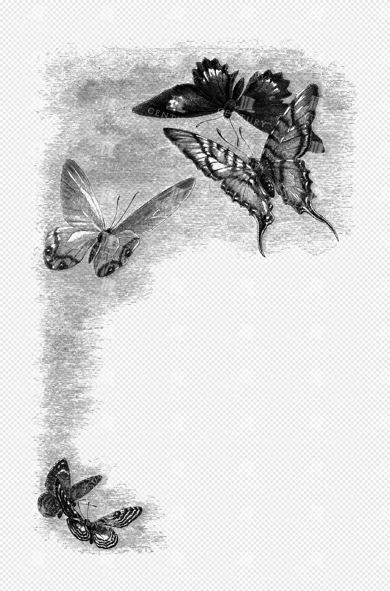 Engraved Butterfly Illustration Forming a Decorative Border with Shaded Background