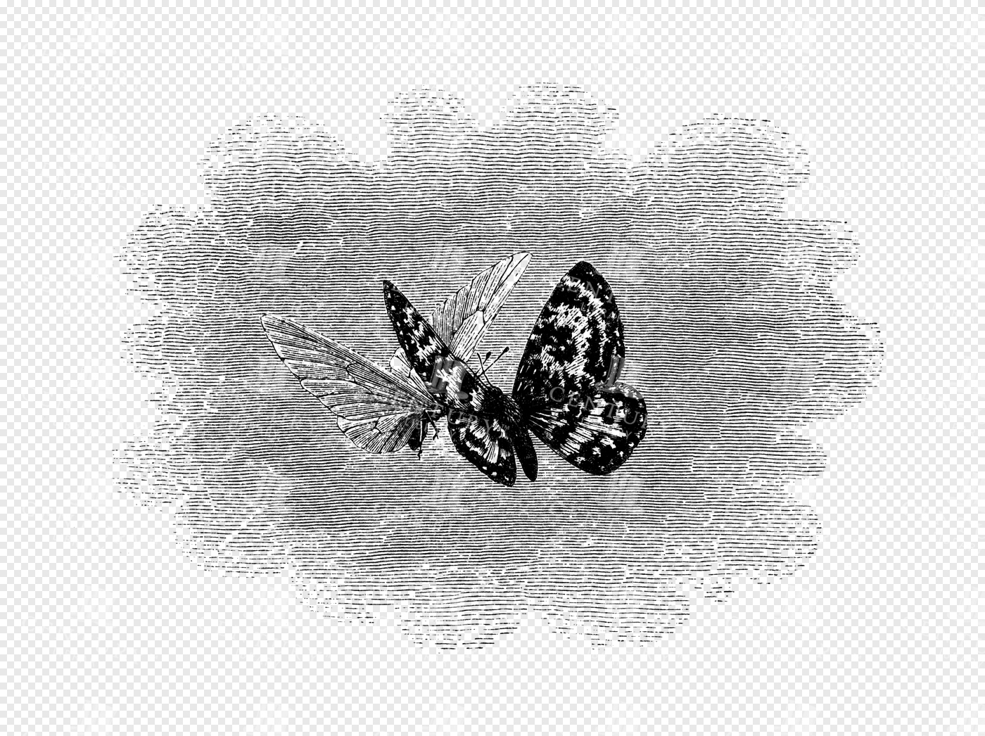 Engraved Butterfly Duo with Cloud-Like Textured Background
