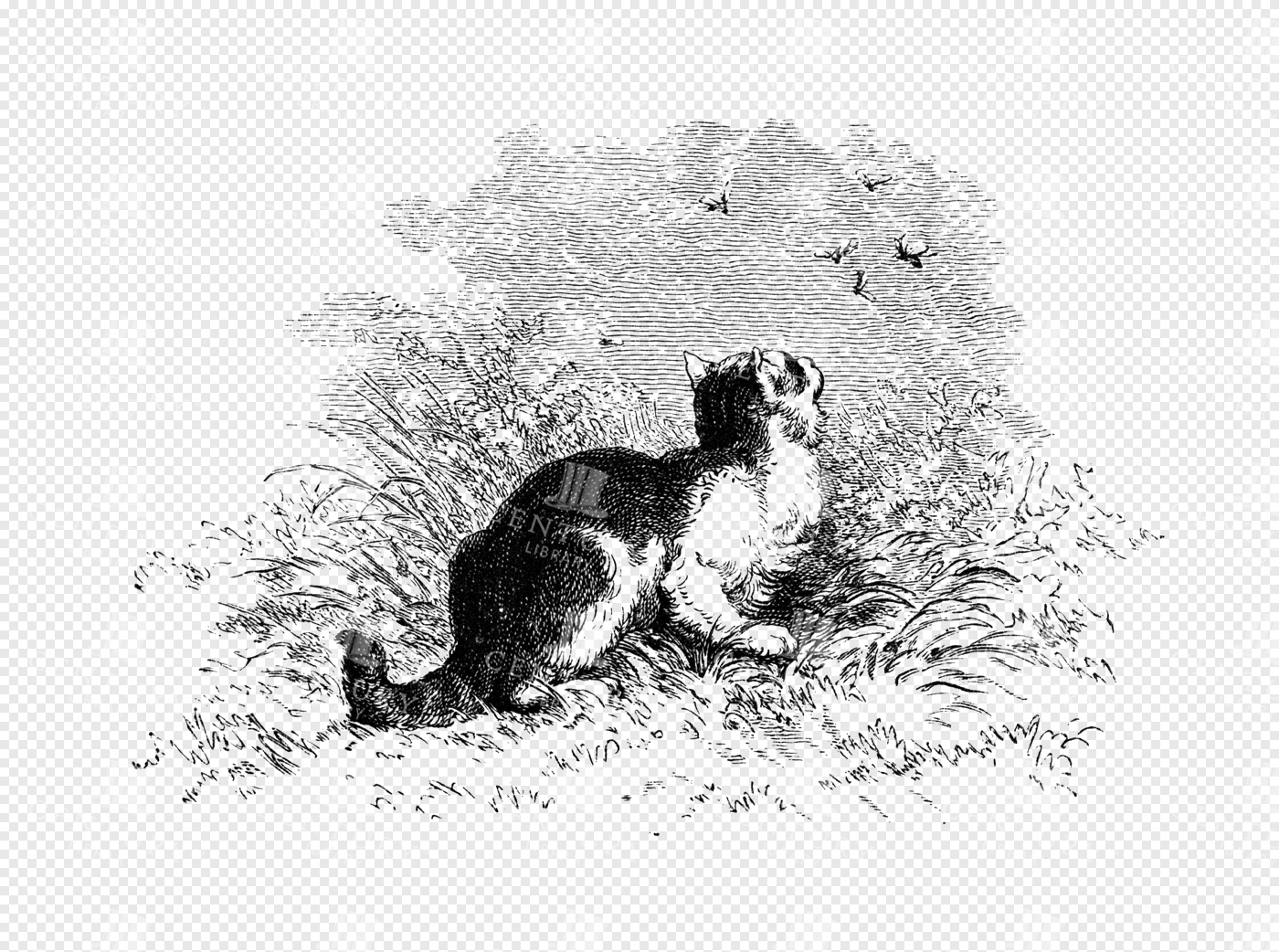 Curious Cat Observing Flying Insects in a Grassy Meadow Engraved Illustration