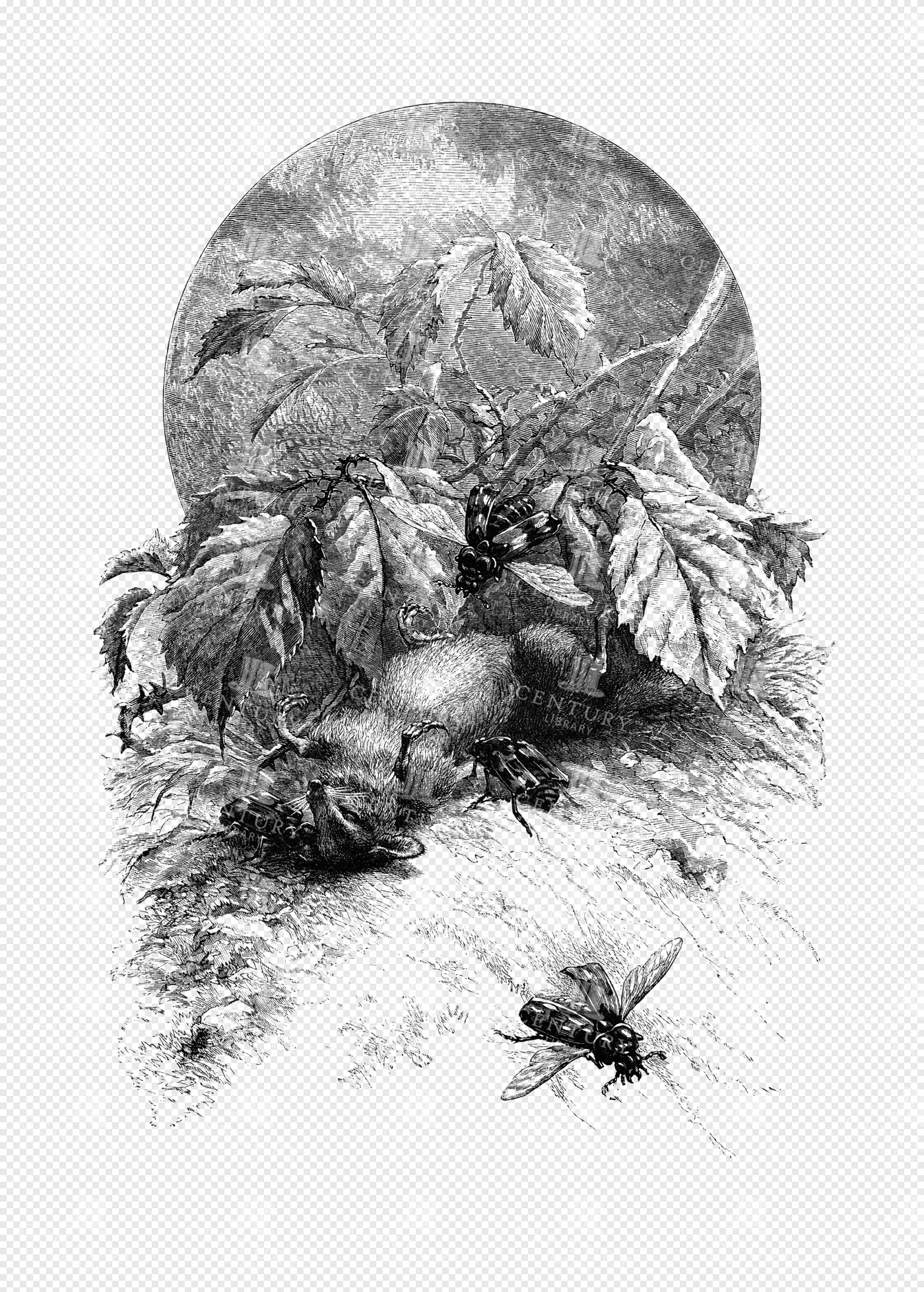 Dark Botanical Scene with Wasps