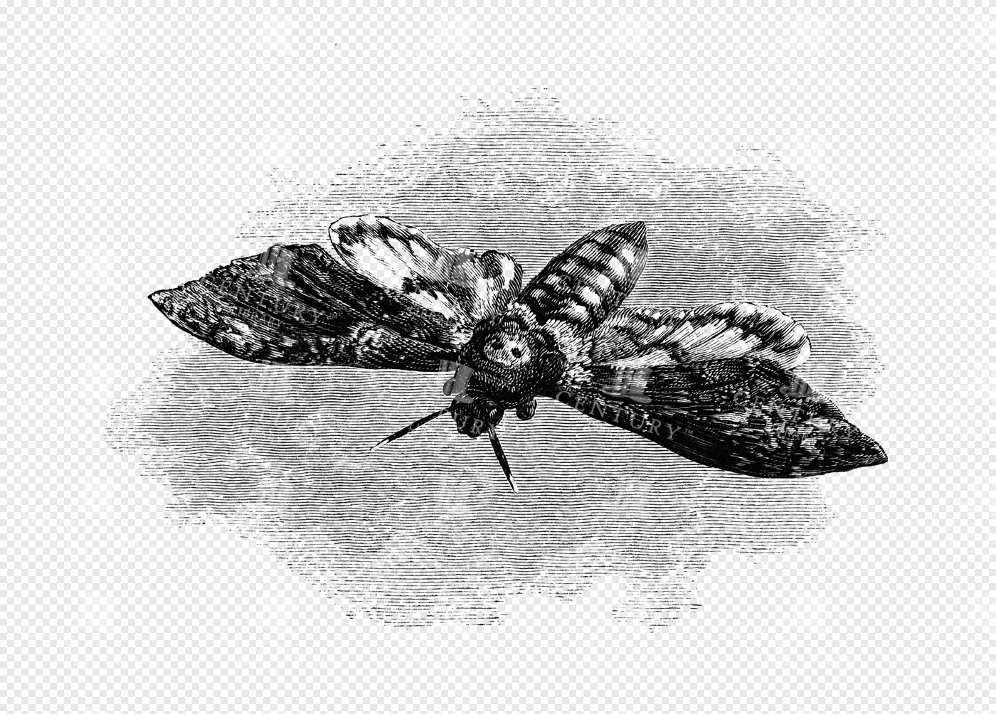 Engraved Death’s-Head Hawkmoth with Nocturnal Backdrop and Dramatic Wing Spread