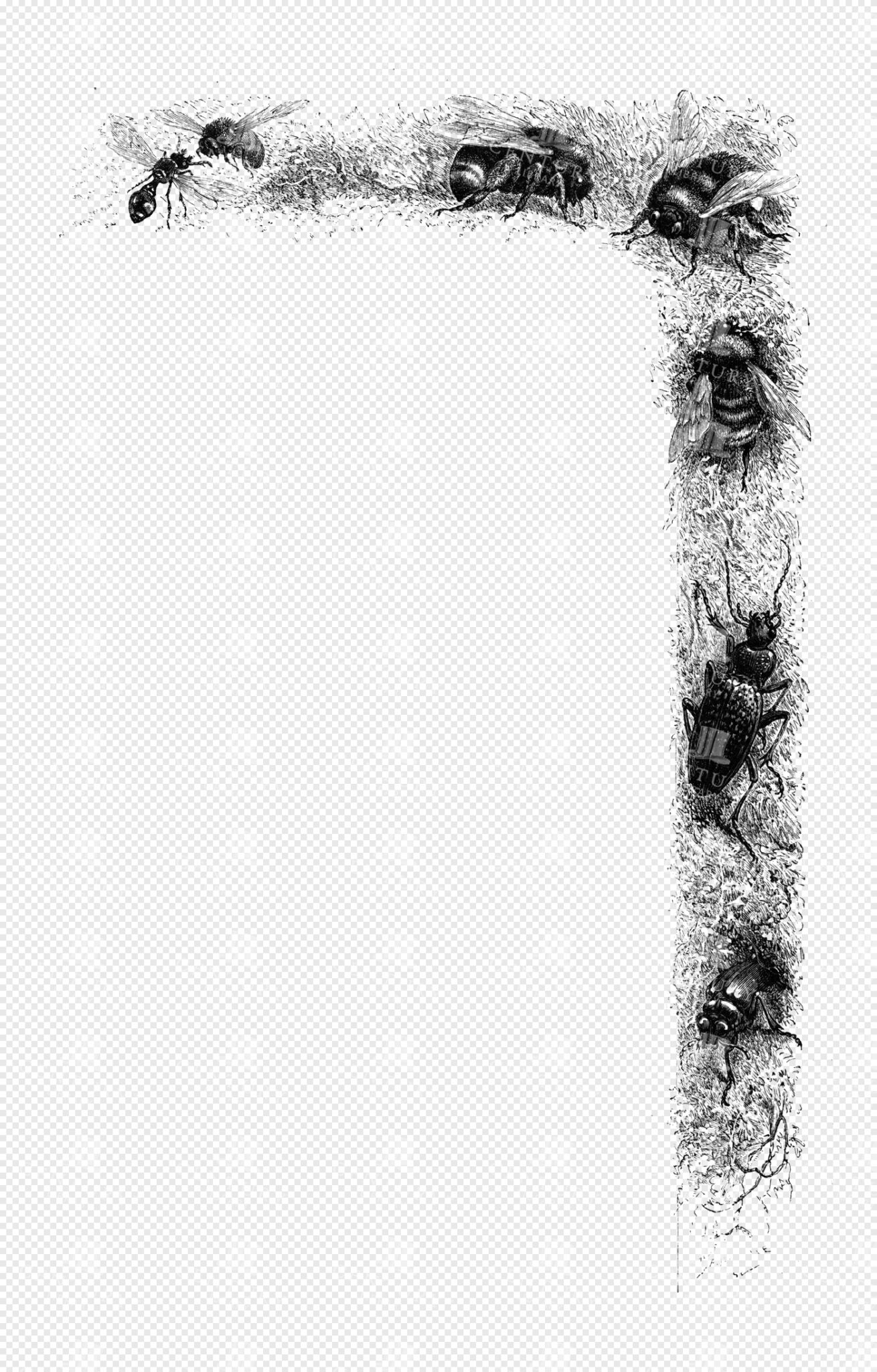 Engraved Insect Border with Bees