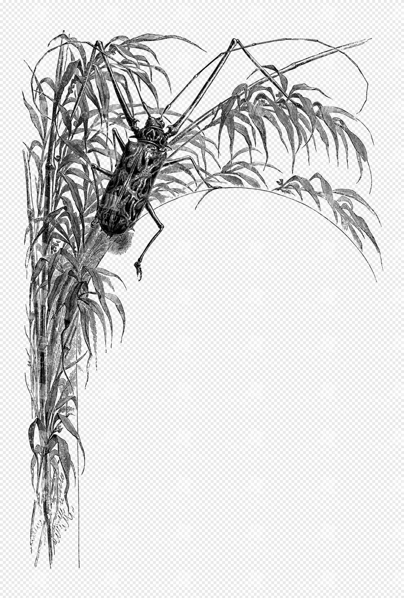 Engraved Beetle Border with Botanical Leaves in Vintage Nature Illustration Frame