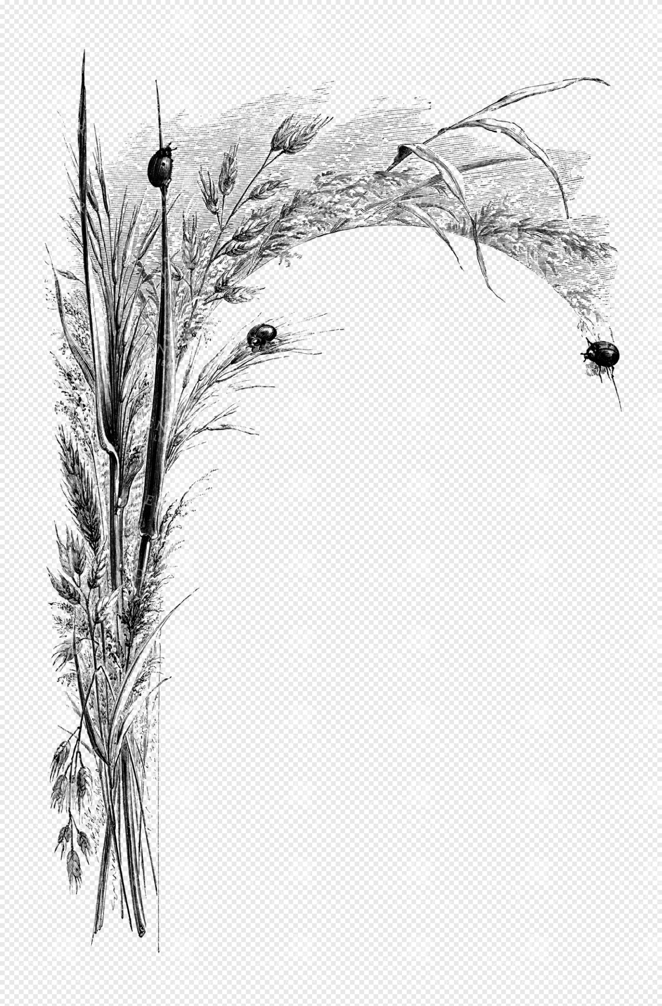 Graceful Botanical Border with Flourishing Grasses and Lady Bugs in Delicate Line Art