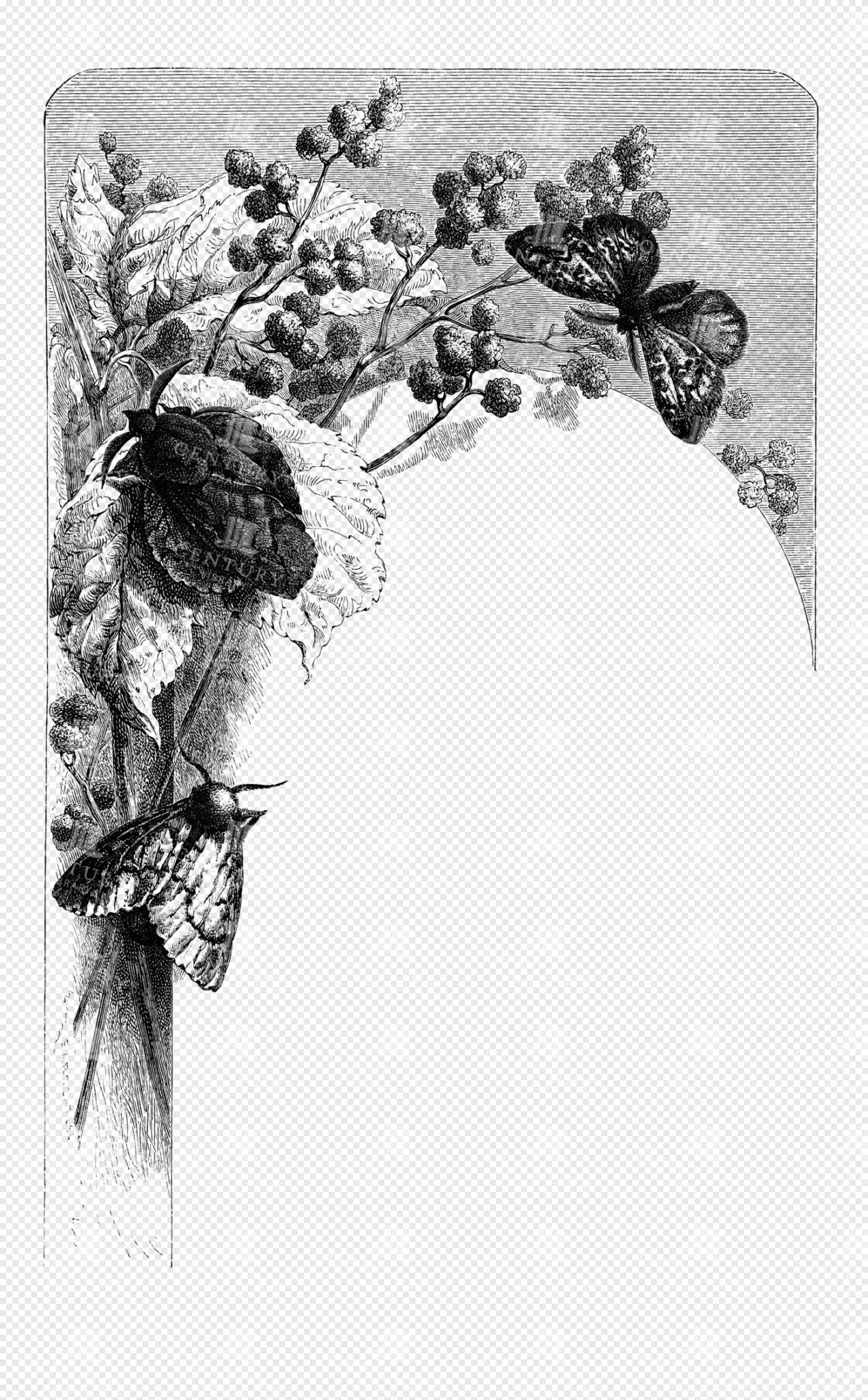 Botanical Frame with Moths
