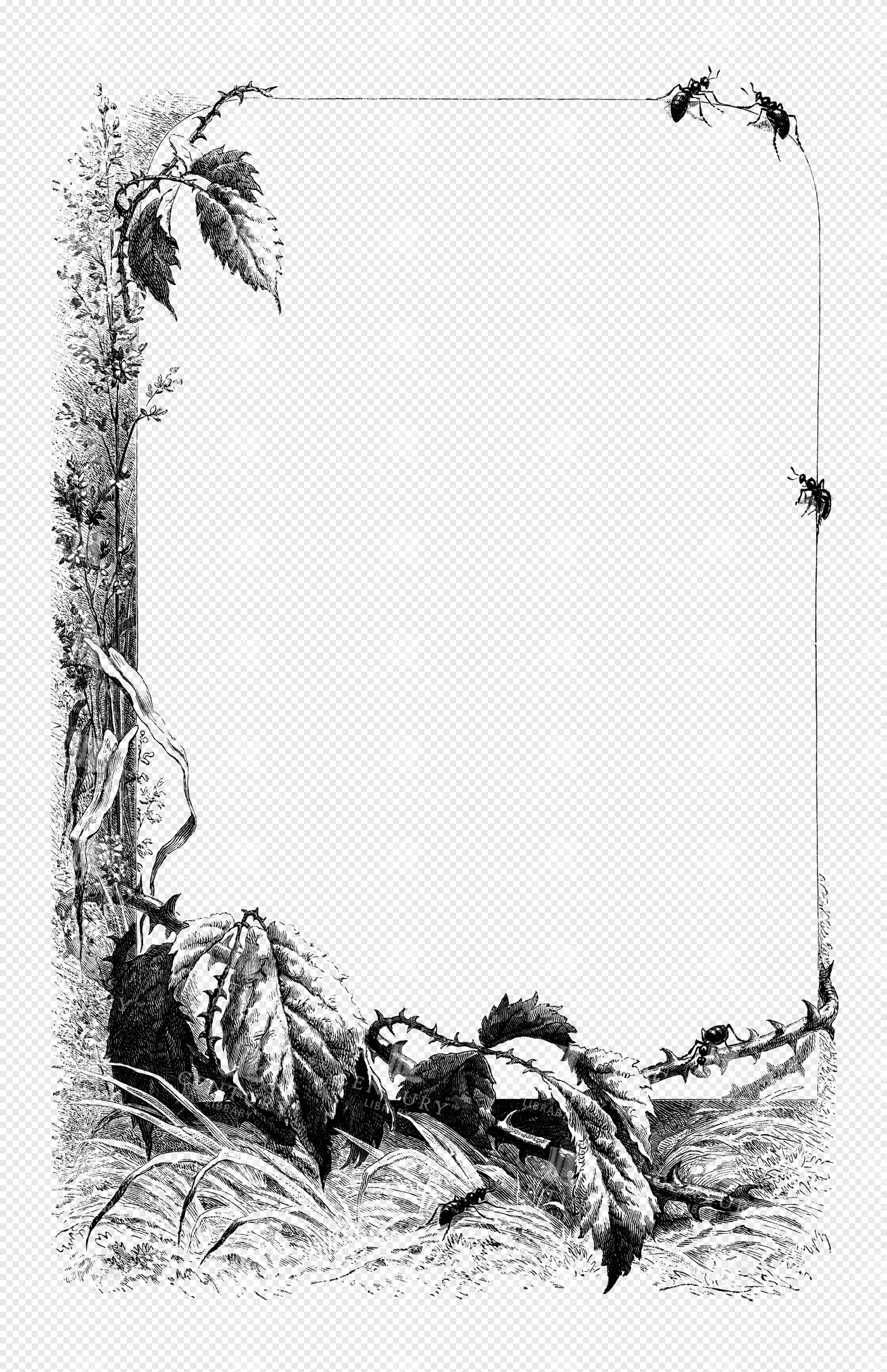 Engraved Botanical Frame with Crawling Ants
