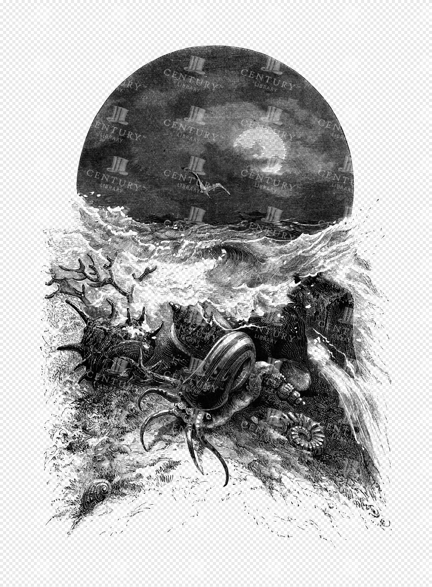 Detailed Engraving of a Coastal Scene with Marine Creatures
