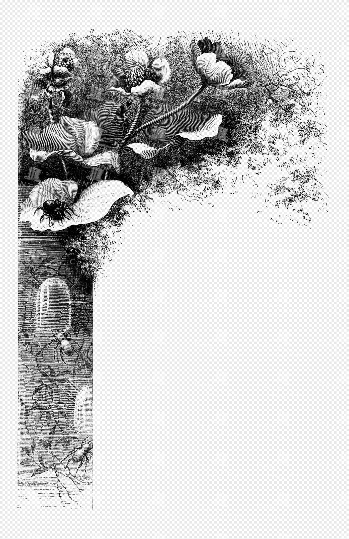 Floral and Spider Engraved Botanical Illustration with Arch and Wildflowers Border