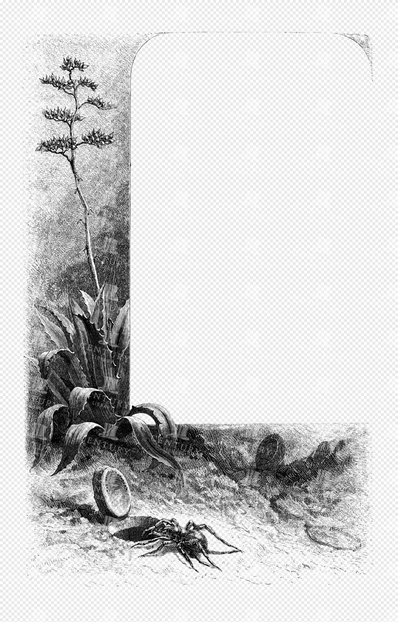 Engraved Botanical Illustration with Agave Plant