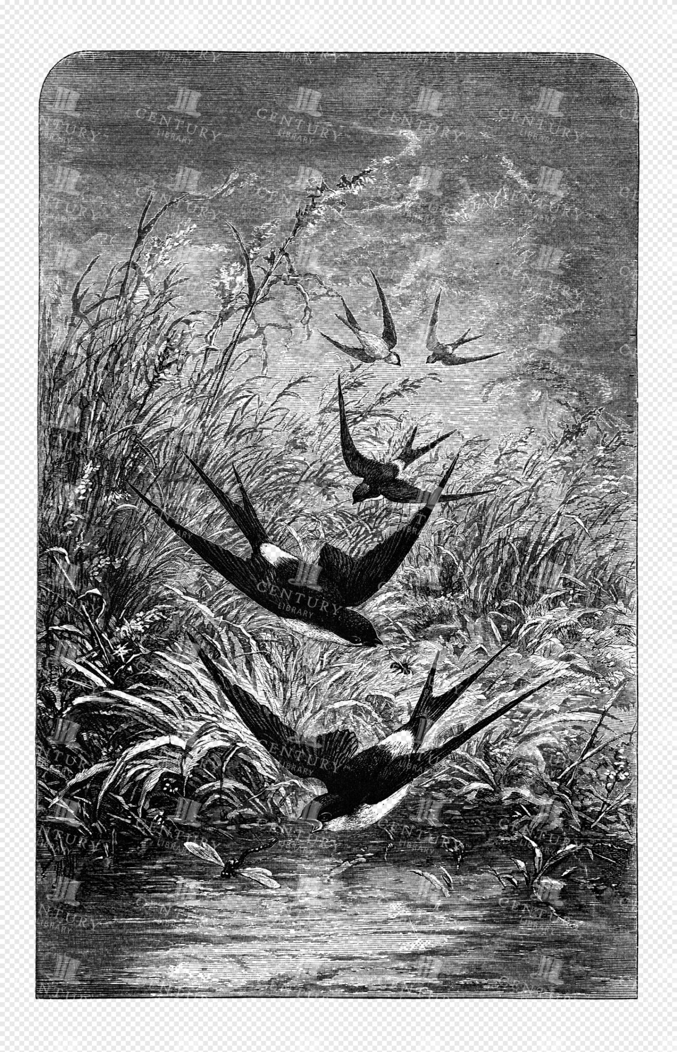 Graceful Swallows in Flight Over a Lush Riverside Landscape with Reeds