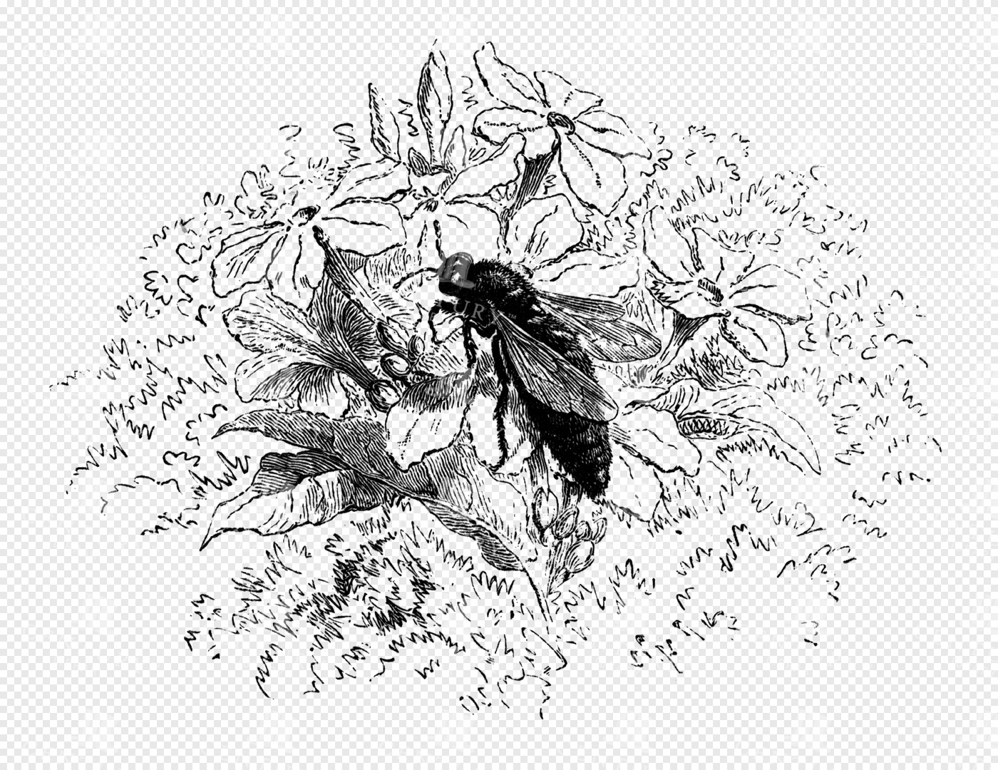 Delicate Bee Resting on Blooming Flowers Amid Detailed Foliage and Floral Scenery