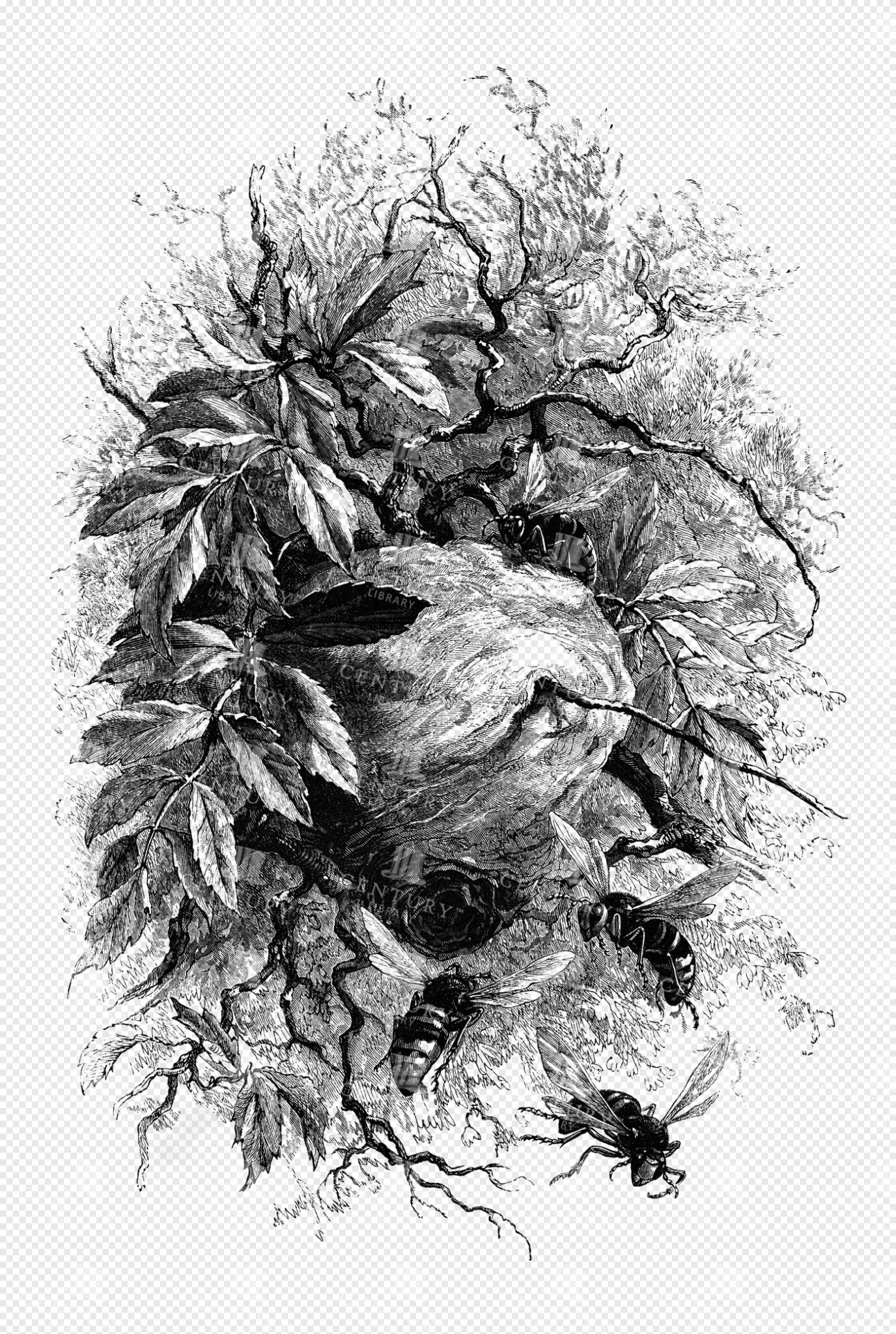 Engraved Woodland Scene with Wasps